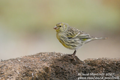 Atlantic Canary (Serinus canaria)_Deserta Grande (Desertas Is.)