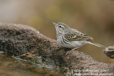 Berthelot's Pipit (Anthus berthelotii)_Deserta Grande (Desertas Is.)