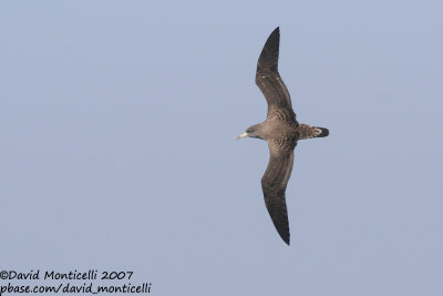 Cory's Shearwater (Calonectris diomedea)(ssp. borealis)_off Funchal Harbour (Madeira)