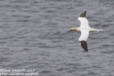 Northern Gannet (Morus bassanus)_Helgoland (Germany)