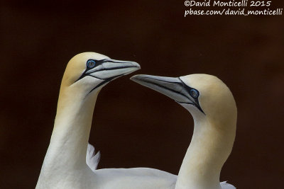 Northern Gannets (Morus bassanus) at breeding colony_Helgoland (Germany)