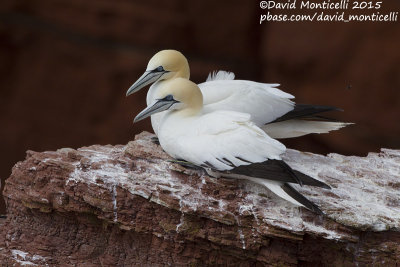 Northern Gannets (Morus bassanus) at breeding colony_Helgoland (Germany)