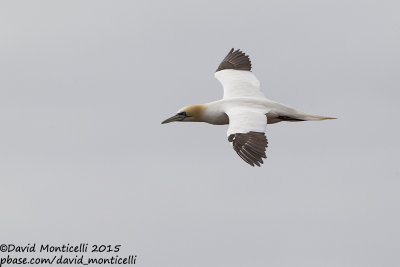 Northern Gannet (Morus bassanus)(adult)_Helgoland (Germany)
