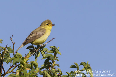 Melodious Warbler (Hyppolais polyglotta)_Segovia (Spain)