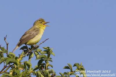 Melodious Warbler (Hyppolais polyglotta)_Segovia (Spain)