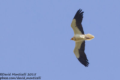 Egyptian Vulture (Neophron percnopterus)_Villaseca (Spain)