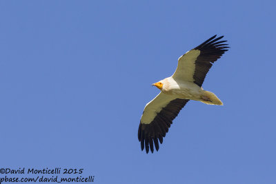 Egyptian Vulture (Neophron percnopterus)_Villaseca (Spain)