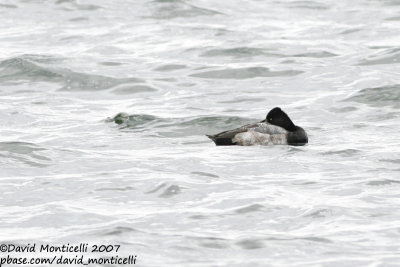 Lesser Scaup (Aythya affinis)_De Gavers, Harelbeke (Belgium)