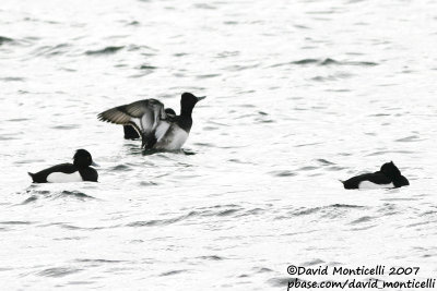 Lesser Scaup (Aythya affinis)_De Gavers, Harelbeke (Belgium)