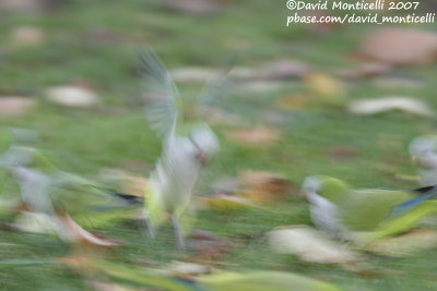 Monk Parakeet (Myiopsitta monachus)(cat. C)_Ixelles, Brussels (Belgium)