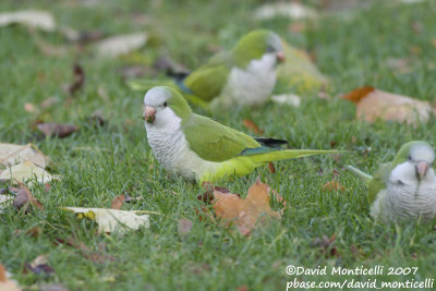 Monk Parakeet (Myiopsitta monachus)(cat. C)_Ixelles, Brussels (Belgium)