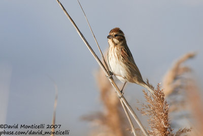 Reed Bunting (Emberiza schoeniclus)(1st winter)_Massaciucoli Lake, Tuscany (Italy)