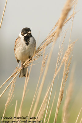 Reed Bunting (Emberiza schoeniclus)(ad. male)_Breskens (The Netherlands)