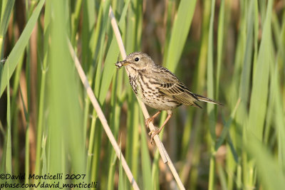 Meadow Pipit (Anthus pratensis)_Breskens (The Netherlands)