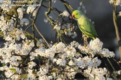 Rose-ringed Parakeet (Psittacula krameri)(cat. C)_Laeken, brussels (Belgium)