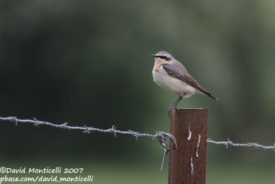 Northern Wheatear (Oenanthe oenanthe)(male)_Clermont (Belgium)