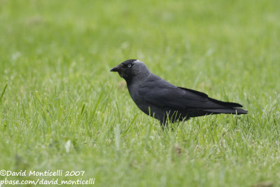 Jackdaw (Corvus monedula)_Maze (Belgium)