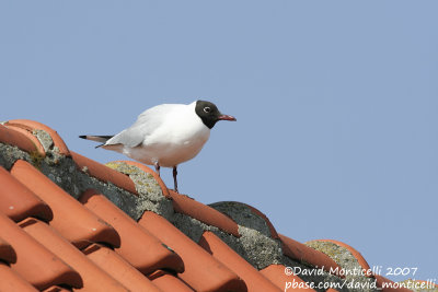 Black-headed Gull (Larus ridibundus)_Texel (The Netherlands)