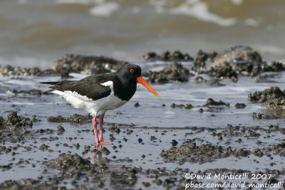 Oystercatcher (Haematopus ostralegus)_Texel (The Netherlands)