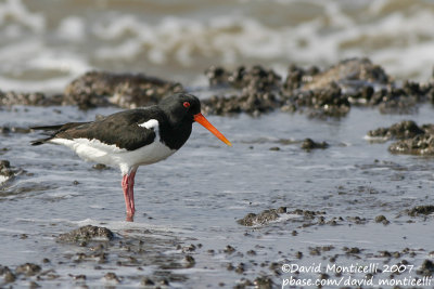 Oystercatcher (Haematopus ostralegus)_Texel (The Netherlands)