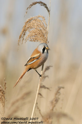 Bearded Reedling (Panurus biarmicus)_Zeebrugge (Belgium)