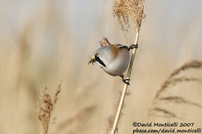 Bearded Reedling (Panurus biarmicus)_Zeebrugge (Belgium)