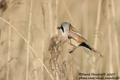 Bearded Reedling (Panurus biarmicus)_Zeebrugge (Belgium)