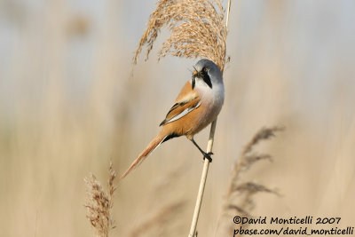 Bearded Reedling (Panurus biarmicus)_Zeebrugge (Belgium)