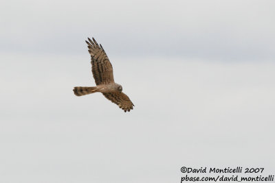 Montagu's Harrier (Circus pygargus)(ad. female)_Burdinne (Belgium)