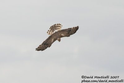 Montagu's Harrier (Circus pygargus)(ad. female)_Burdinne (Belgium)