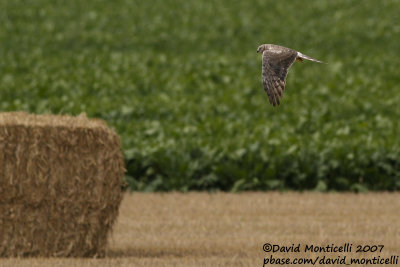 Montagu's Harrier (Circus pygargus)(ad. female)_Burdinne (Belgium)