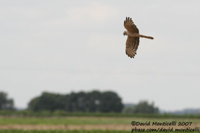 Montagu's Harrier (Circus pygargus)(ad. female)_Burdinne (Belgium)