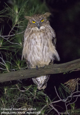 Western Brown Fish Owl (Ketupa zeylonensis)(ssp. semenowi)_Taurus Mountains, Antalya (Turkey)