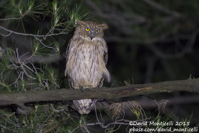 Western Brown Fish Owl (Ketupa zeylonensis)(ssp. semenowi)_Taurus Mountains, Antalya (Turkey)