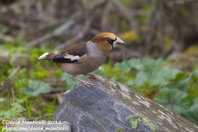 Hawfinch (Cocothraustes cocothraustes)(male)_Nozelos (Portugal)