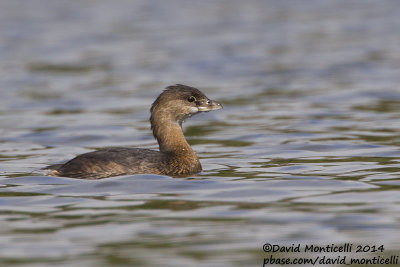 Pied-billed Grebe (Podilymbus podiceps)(1st-winter)_Lagoa Azul (São Miguel)