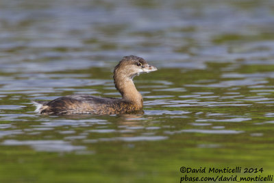 Pied-billed Grebe (Podilymbus podiceps)(1st-winter)_Lagoa Azul (So Miguel)