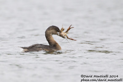 Pied-billed Grebe (Podilymbus podiceps)(1st-winter) with Red Swamp Crayfish (Procambarus clarkii)_Lagoa Azul (So Miguel)