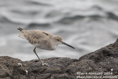 Western Willet (Tringa semipalmatus)(ssp. inornatus)_ETAR (So Miguel)