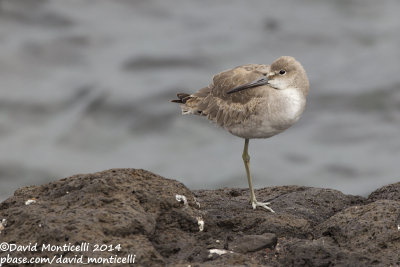 Western Willet (Tringa semipalmatus)(ssp. inornatus)_ETAR (So Miguel)