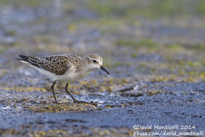 Little Stint (Calidris minuta)(ad.)_Old harbour (Corvo)