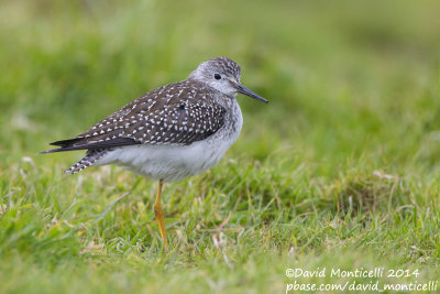 Lesser Yellowlegs (Tringa flavipes)(1st-winter)_Grassland around mountain reservoir (Corvo)