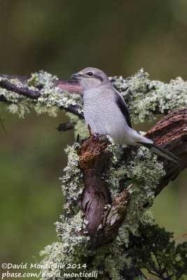 American Northern Shrike (Lanius borealis borealis)(1st-winter)_Lighthouse Valley (Corvo)