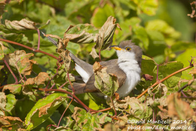 Yellow-billed Cuckoo (Coccyzus americanus)_Vila do Corvo (Corvo)