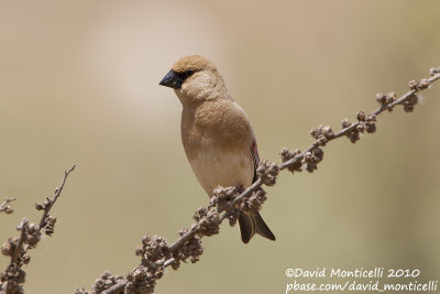 Desert Finch (Rhodospiza obsoleta)(ad. male)_Yesilce, west of Gaziantep (Turkey)