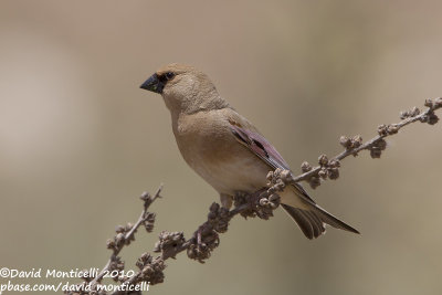 Desert Finch (Rhodospiza obsoleta)(ad. male)_Yesilce, west of Gaziantep (Turkey)