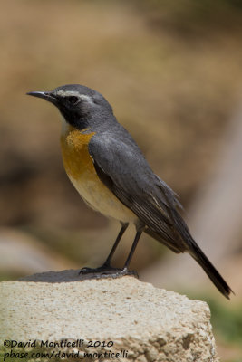 White-throated Robin (Irania gutturalis)(ad. male)_Yesilce, west of Gaziantep (Turkey)