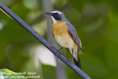 White-throated Robin (Irania gutturalis)(ad. male)_Yesilce, west of Gaziantep (Turkey)