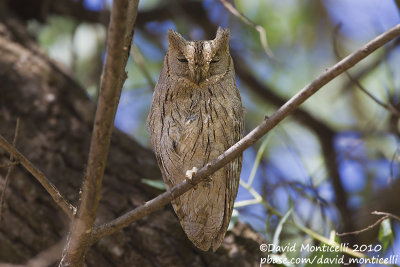 Pallid Scops Owl (Otus brucei)_'Scops Owl Cafe', Birecik (Turkey)