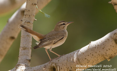 Rufous Bush Robin (Cercotrichas galactotes)(ssp. syriaca)_Birecik (Turkey)